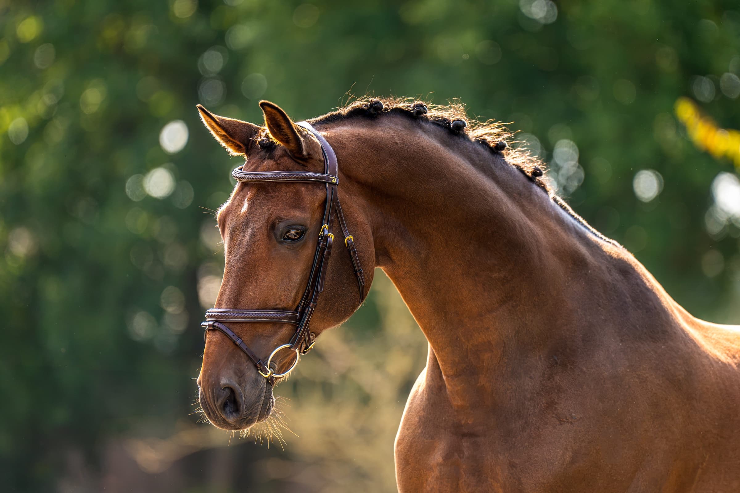 IZJUMCHIK horse profile
