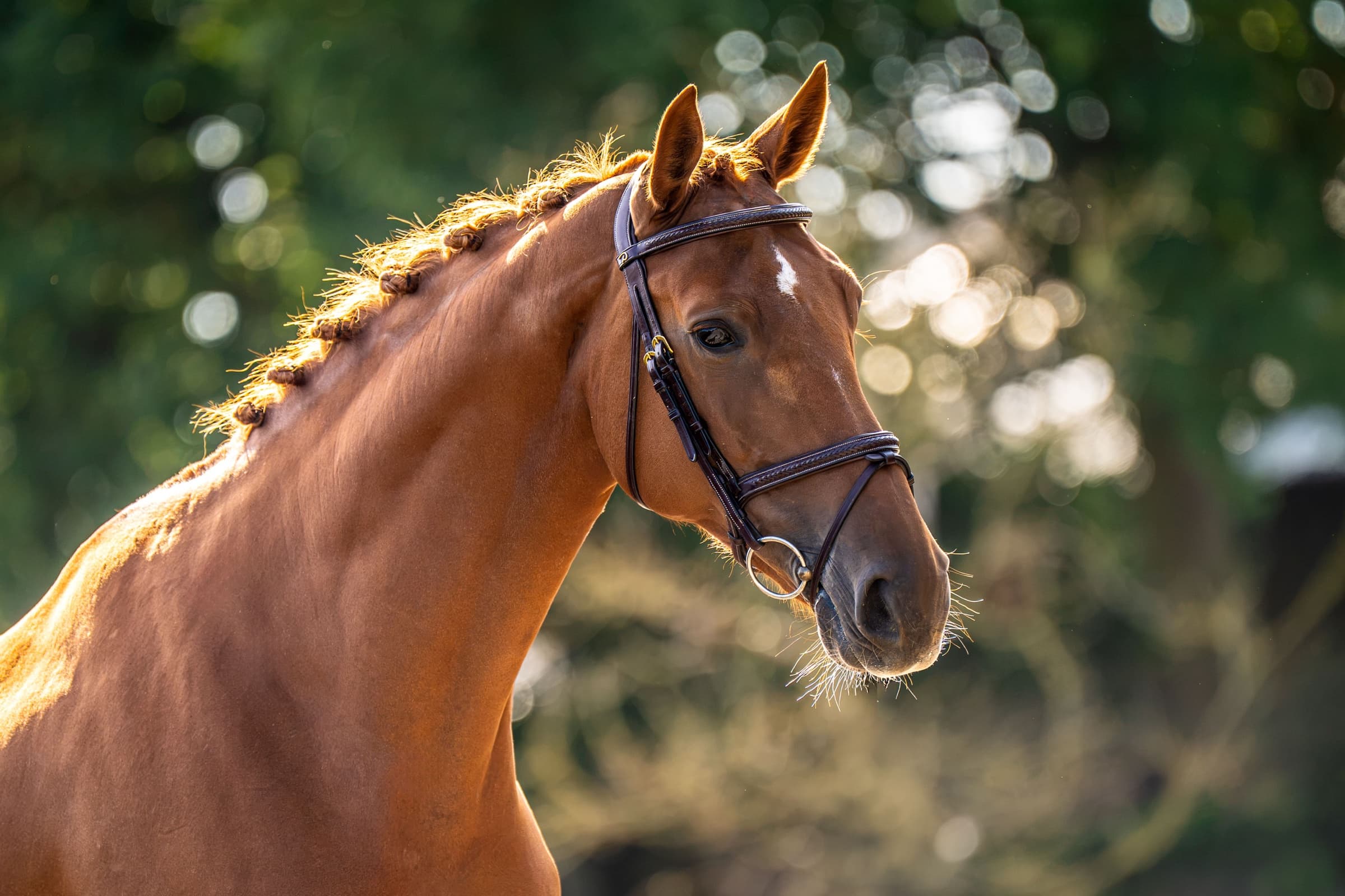 OAHU HDH horse profile
